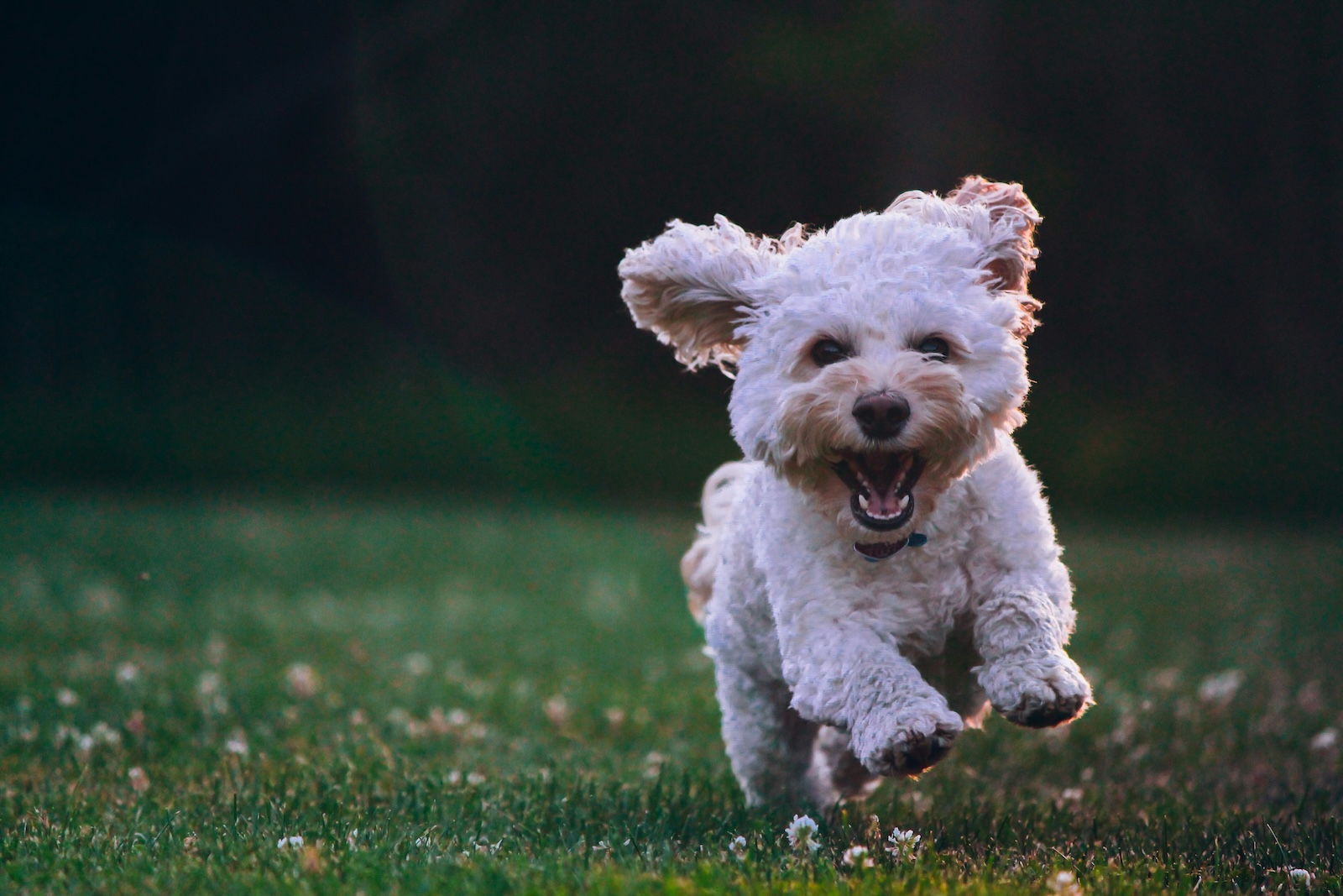 A small white dog runs towards the camera on green grass with its mouth open and ears flapping.